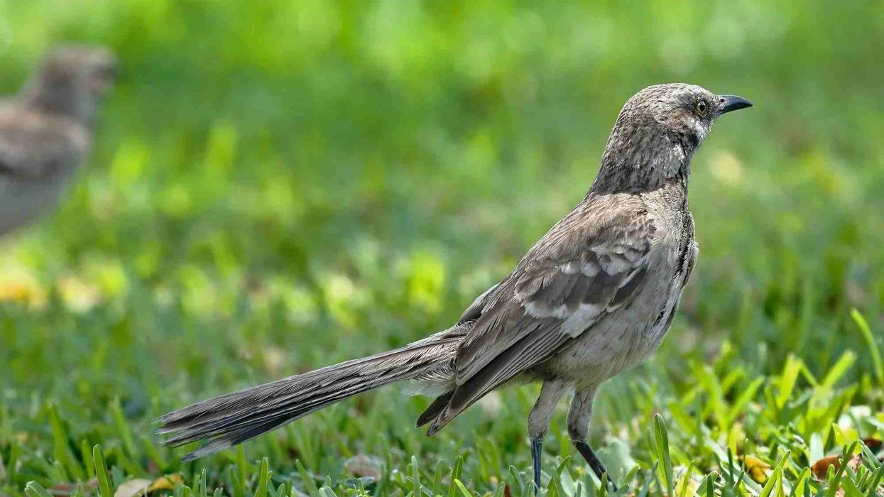 Long-tailed mockingbird facts are interesting.