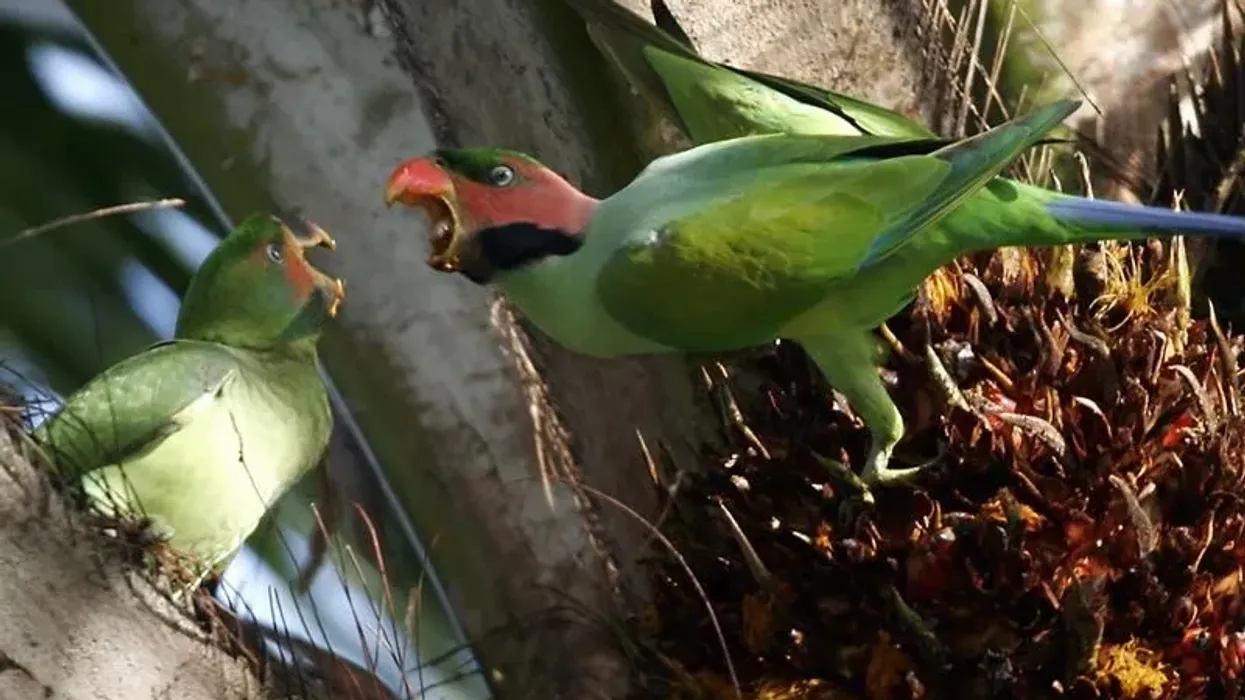 Long-tailed parakeet (Psittacula longicauda) facts such as feeding on wild fruit