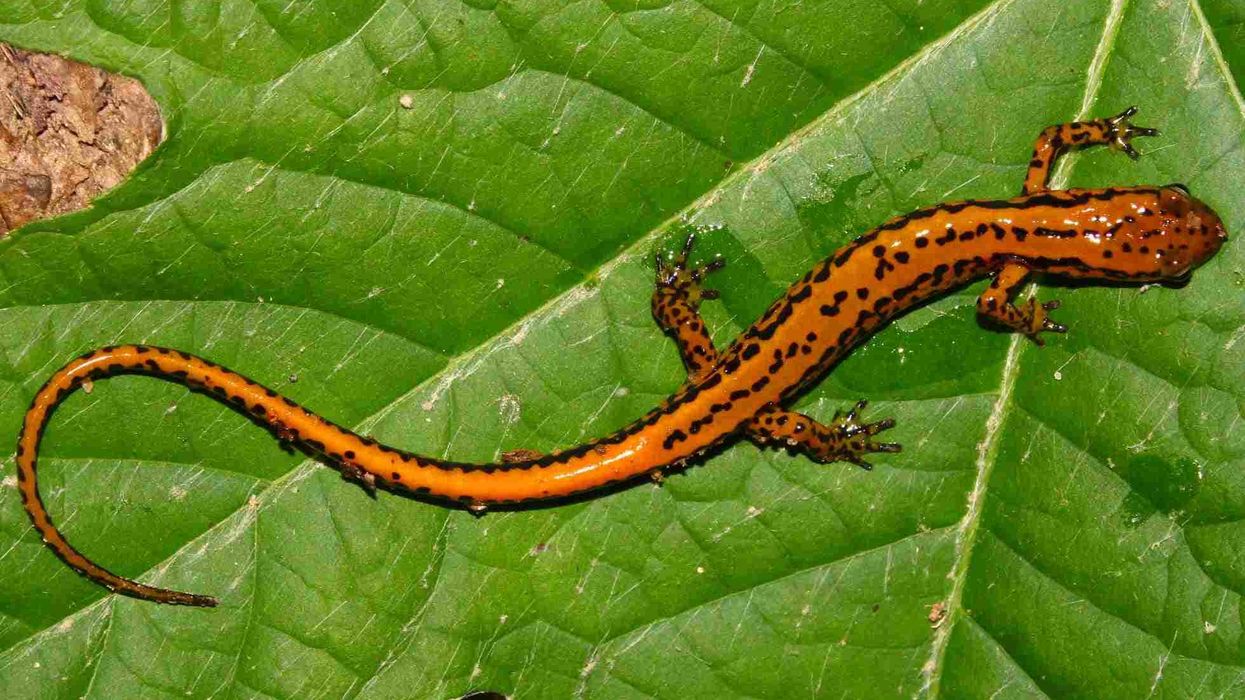 Long-Tailed Salamander Fact File