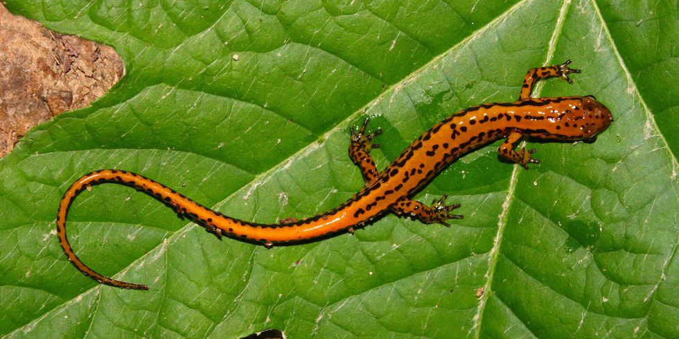 Long tailed Salamander