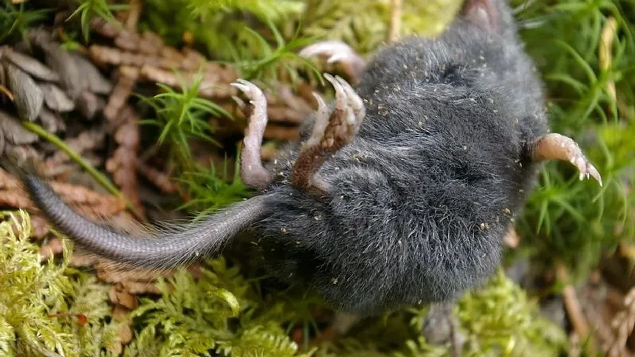 Long-tailed shrew facts such as it is the most active mammal.