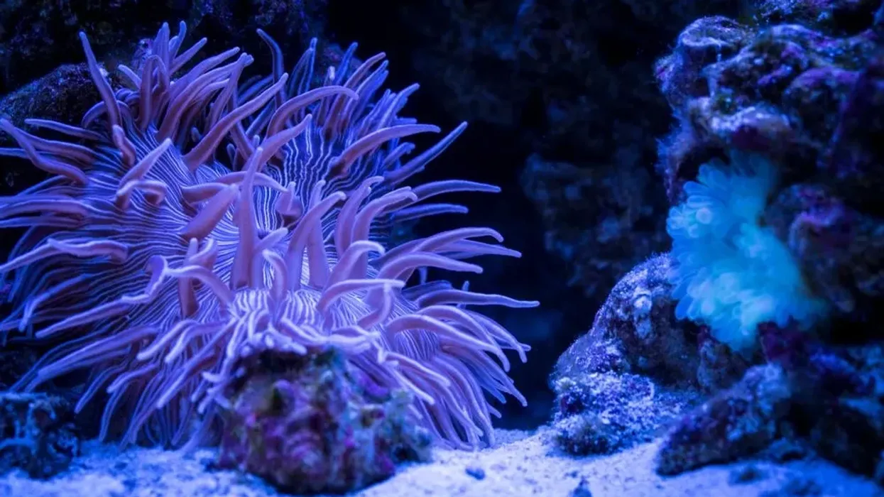 Long tentacle anemone facts are interesting.