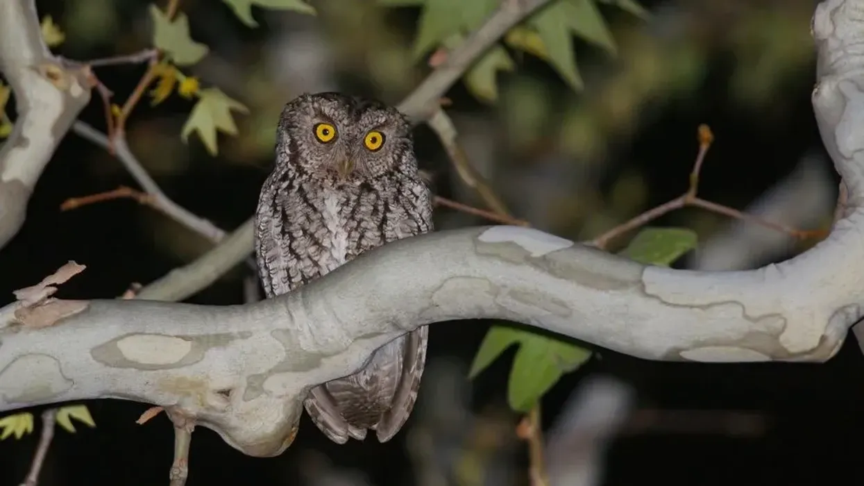 Long whiskered owlet facts about birds endemic to the Andean mountains.