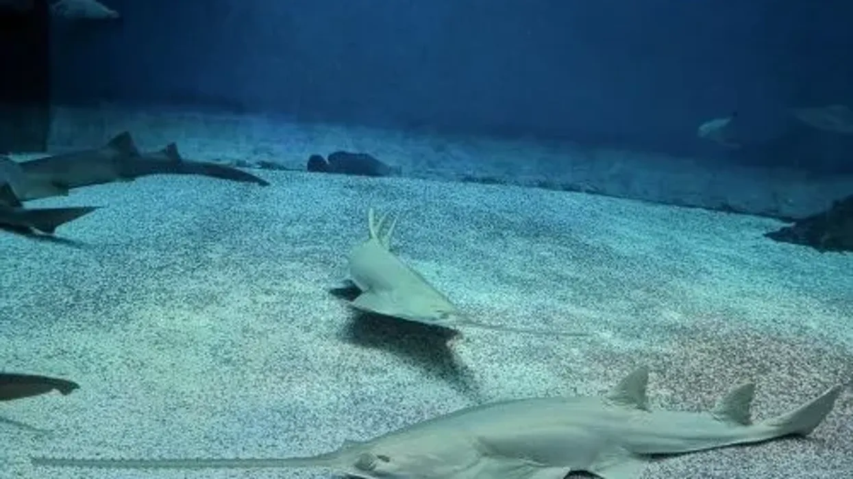 Longcomb sawfish facts are Incredible