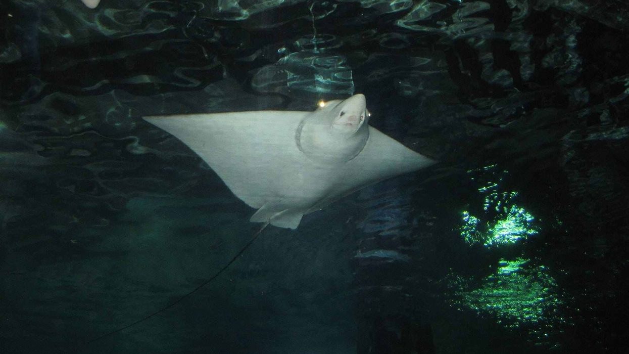 Longheaded eagle ray facts such as they have a dorsal fin upon the tail.