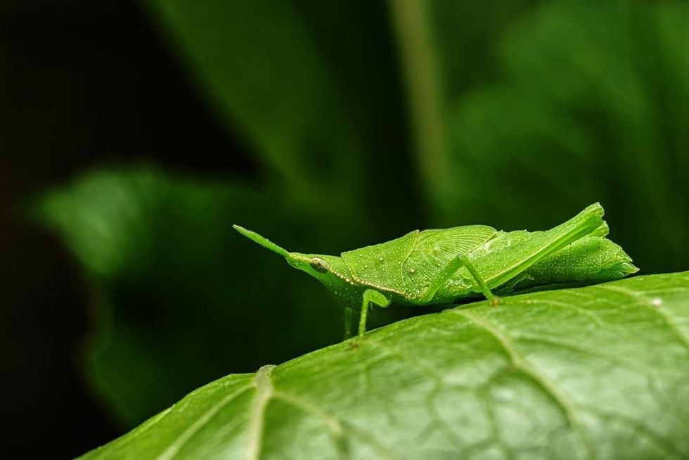 Longheaded grasshopper on a green leaf