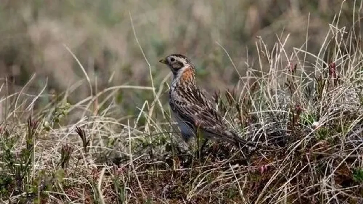 Longspur facts are unbelievable and quite insightful for people of all ages to read.