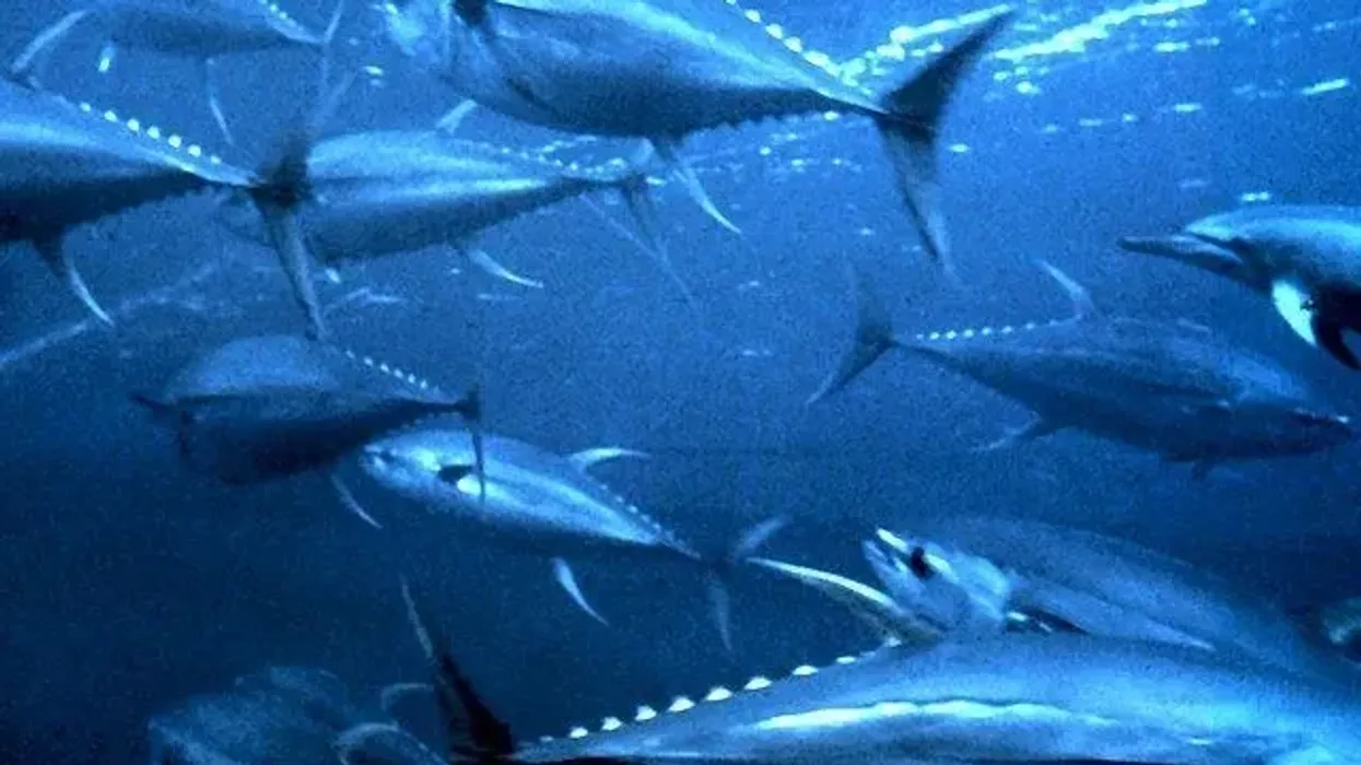Longtail tuna facts are quite interesting and the fish links perfectly well with the fishing crowd.