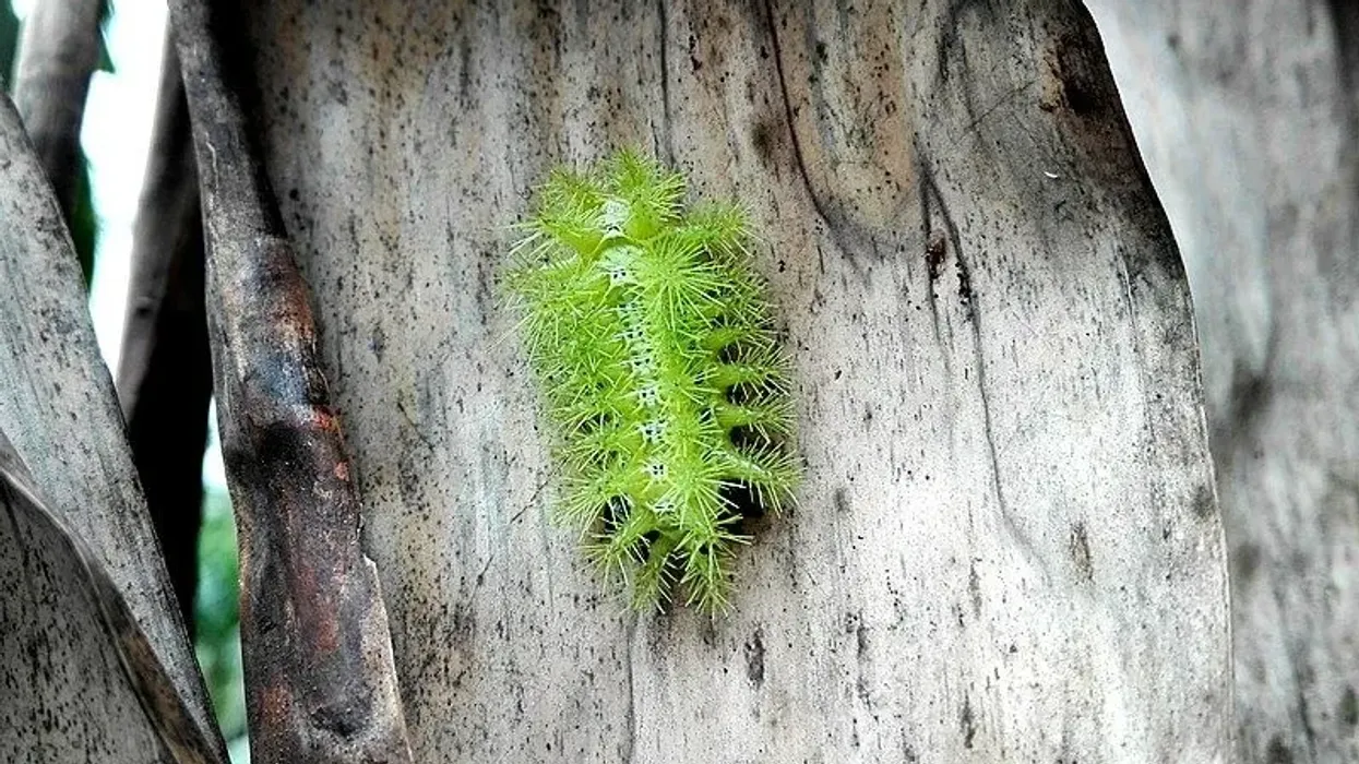Lonomia obliqua facts are interesting for caterpillar enthusiasts.