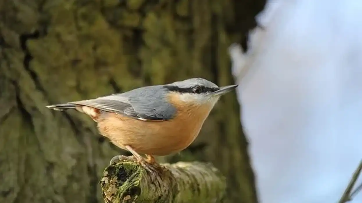 Look at Amazing Nuthatch facts, a songbird nesting on trees.