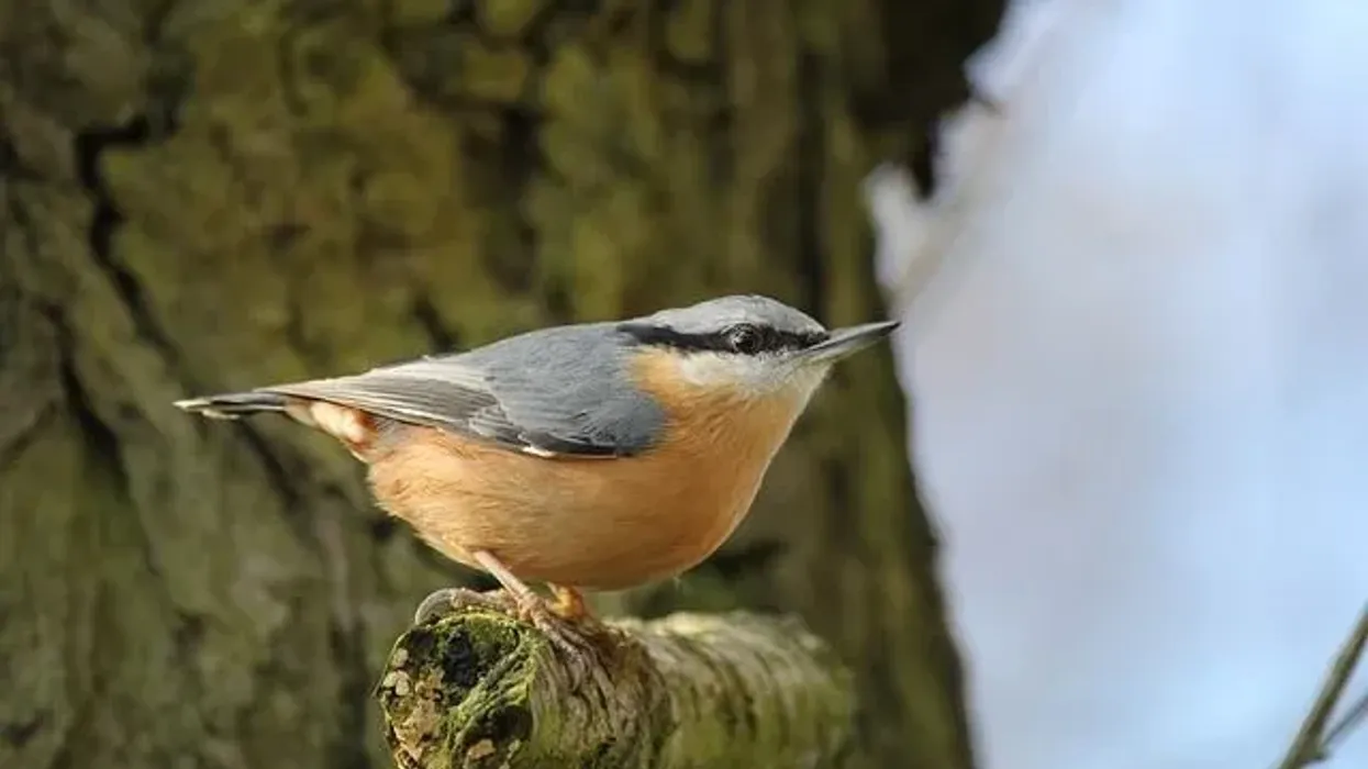  Look at Amazing Nuthatch facts, a songbird nesting on trees.
