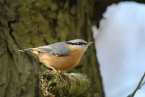 Look at Amazing Nuthatch facts, a songbird nesting on trees.