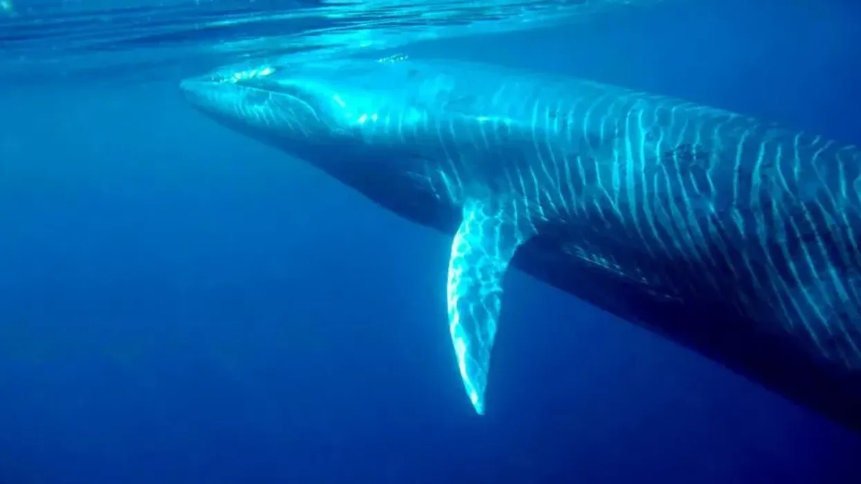Looking for fun and interesting facts about a Bryde's whale? Learn about the amazing mammal and discover other animals, from tiny insects to giant mammals!