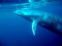 Looking for fun and interesting facts about a Bryde's whale? Learn about the amazing mammal and discover other animals, from tiny insects to giant mammals!