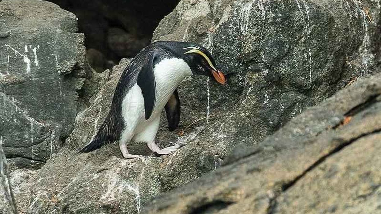 Looking for fun and interesting facts about a crested penguin? Learn about the amazing bird and discover other animals from tiny insects to giant mammals!