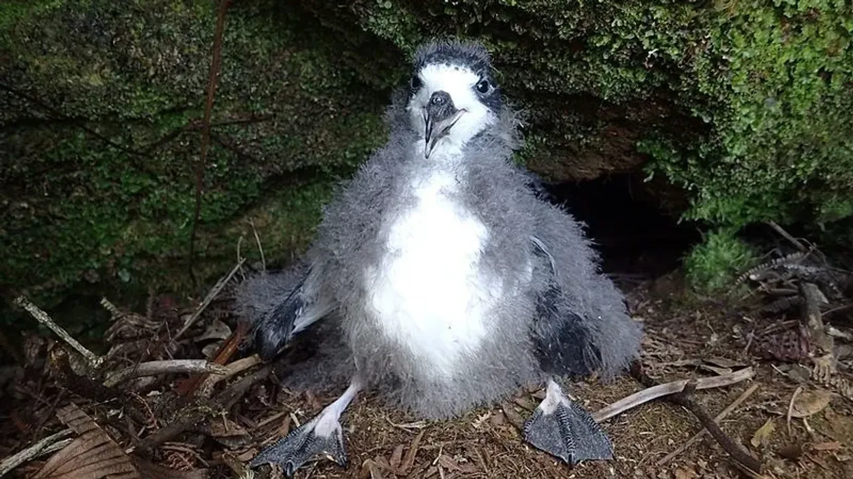 Looking for fun and interesting facts about a Hawaiian petrel? Learn about these amazing birds and discover other animals, from tiny insects to giant mammals!