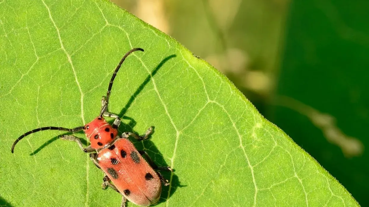 Looking for fun facts about milkweed beetles? Learn about this amazing arthropod and discover other animals, from tiny insects to giant mammals!