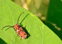 Looking for fun facts about milkweed beetles? Learn about this amazing arthropod and discover other animals, from tiny insects to giant mammals!