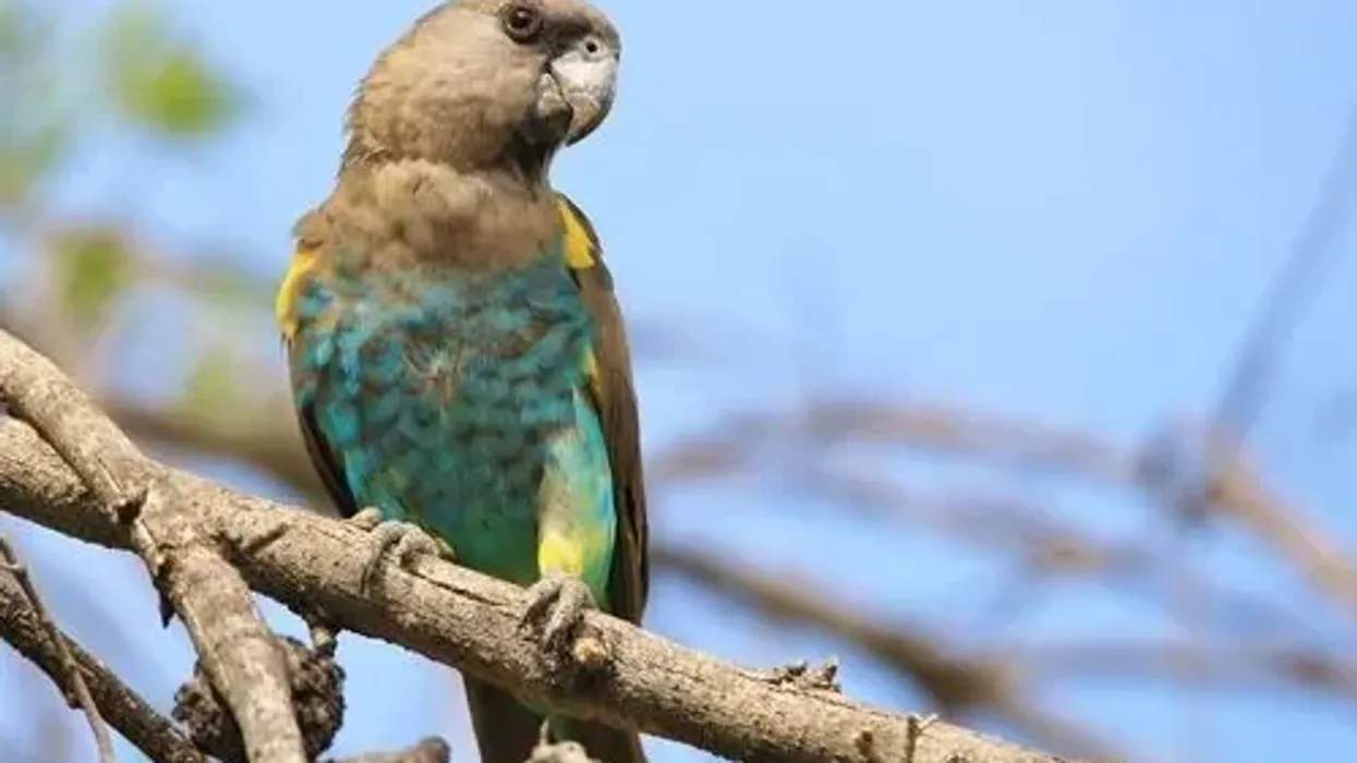 Looking for something cool to share? Then how about these exciting Meyer's Parrot facts that everyone will love!