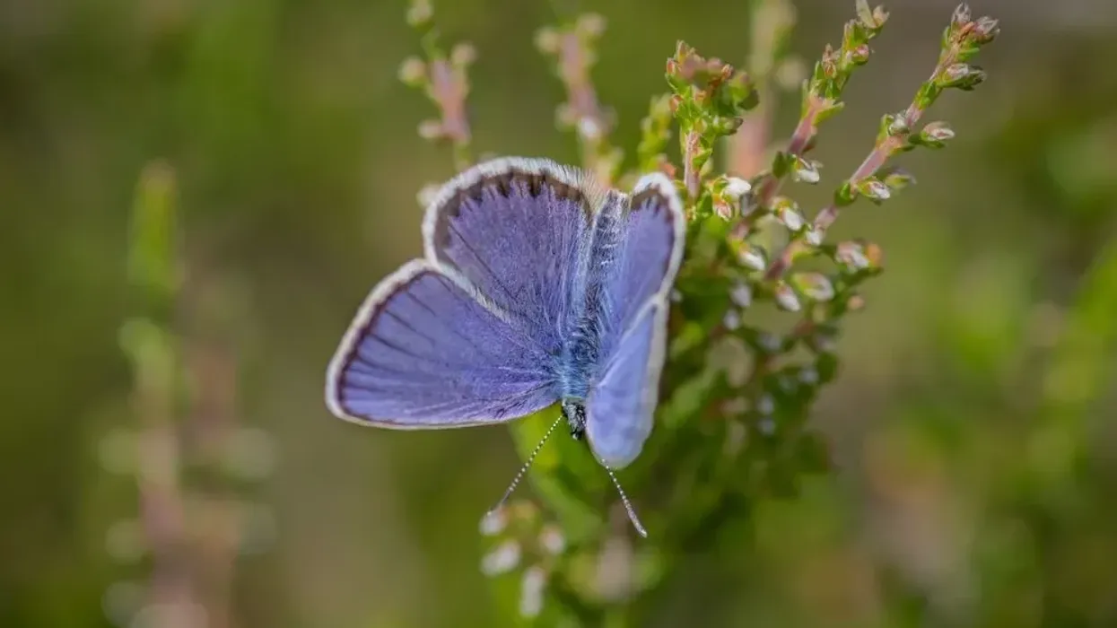 Lotis blue butterfly facts are interesting.