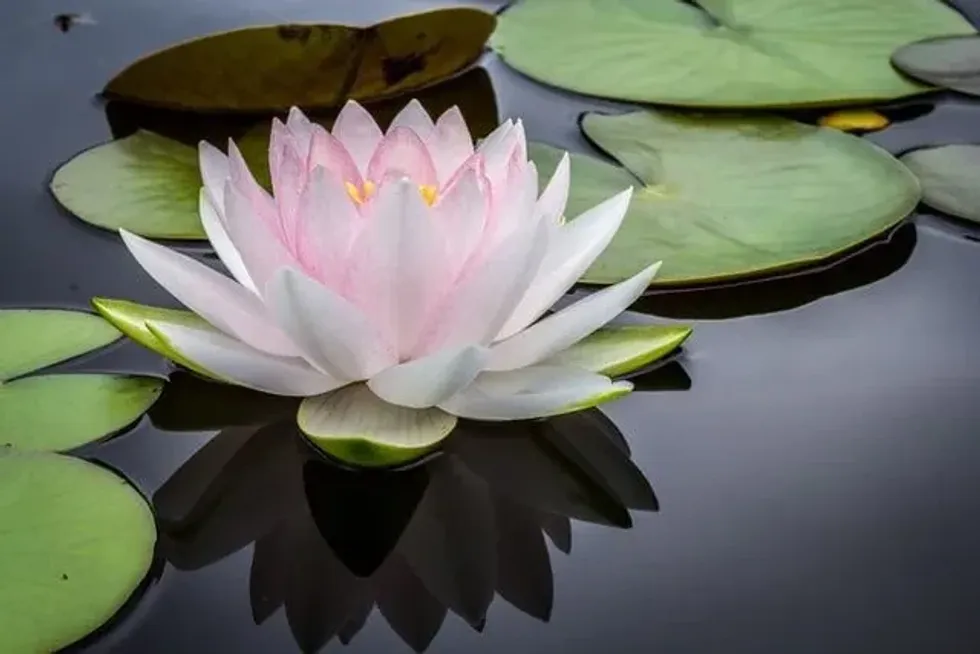 Lotus flower facts: According to the fossil records, it is believed that lotus flowers have survived the ice age between 1.8 million and 10,000 years ago.