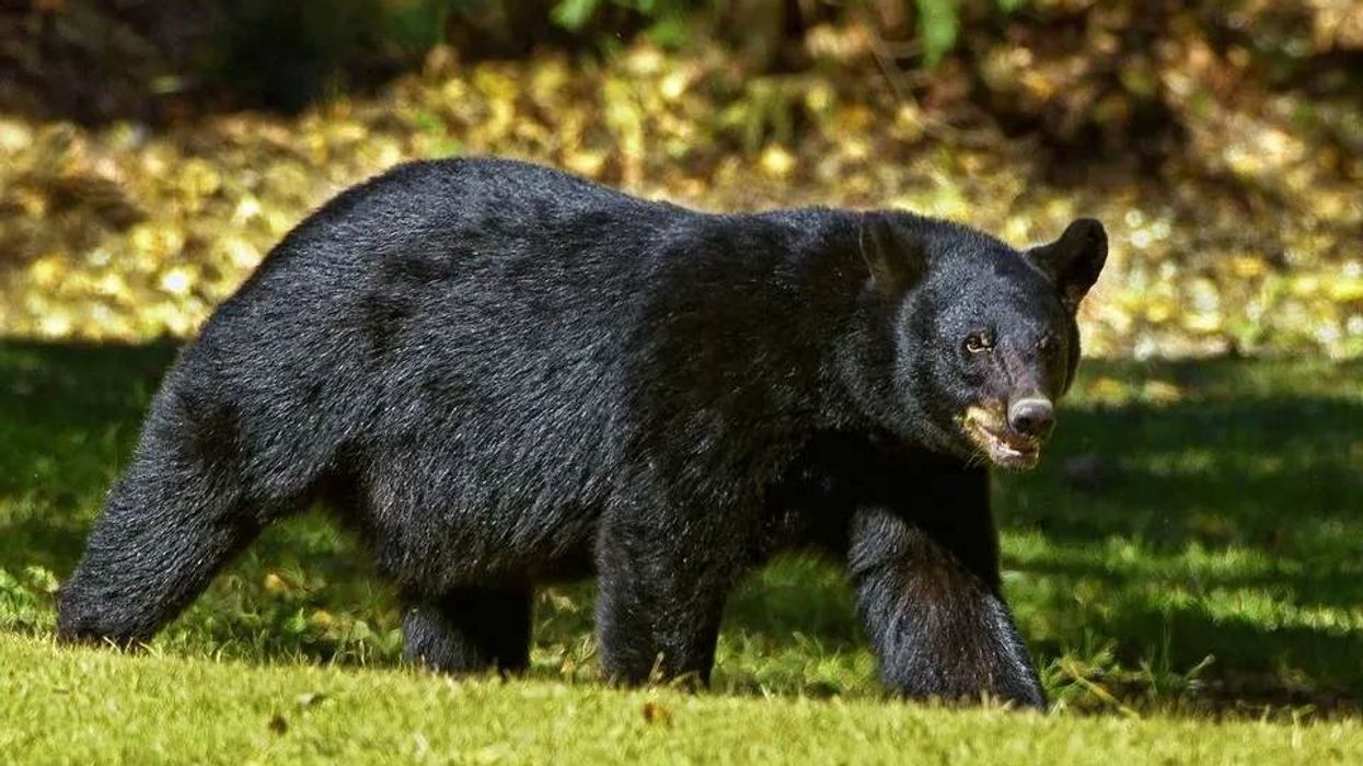 Louisiana black bear facts are available here.
