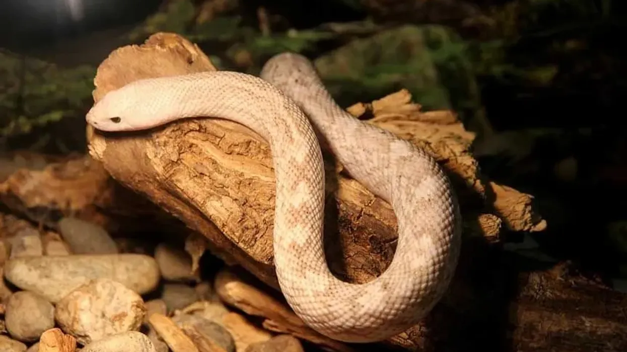 Louisiana pine snake facts are as fascinating as the snake itself