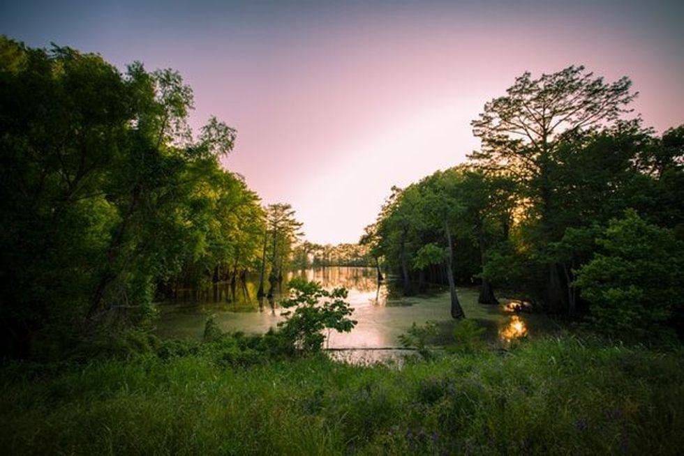 Louisiana swamp facts are interesting to read.