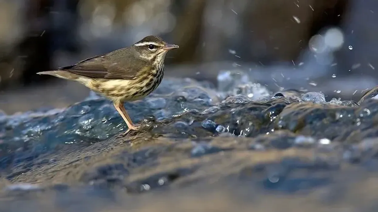 Louisiana waterthrush facts are very interesting to read.