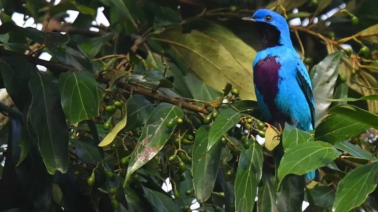 Lovely cotinga facts on a bird species from the Cotingidae family
