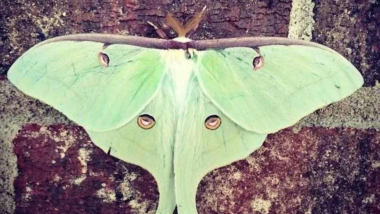 Luna moth facts are about a wonderful species with a big wingspan.