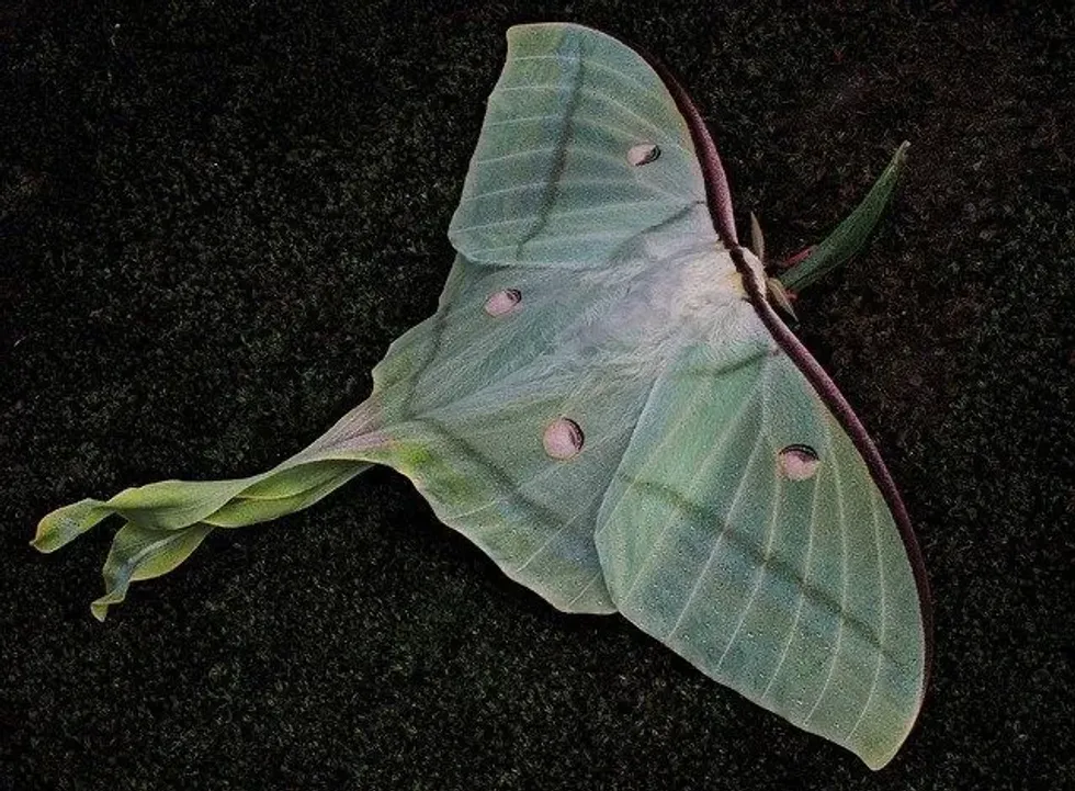 Luna moths are quite widespread in North America. They belong to the giant moth family Saturniidae.
