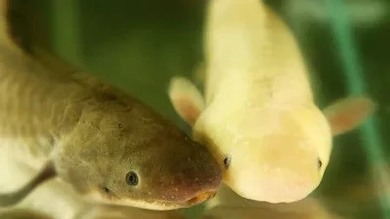 Lungfish facts are interesting to learn about