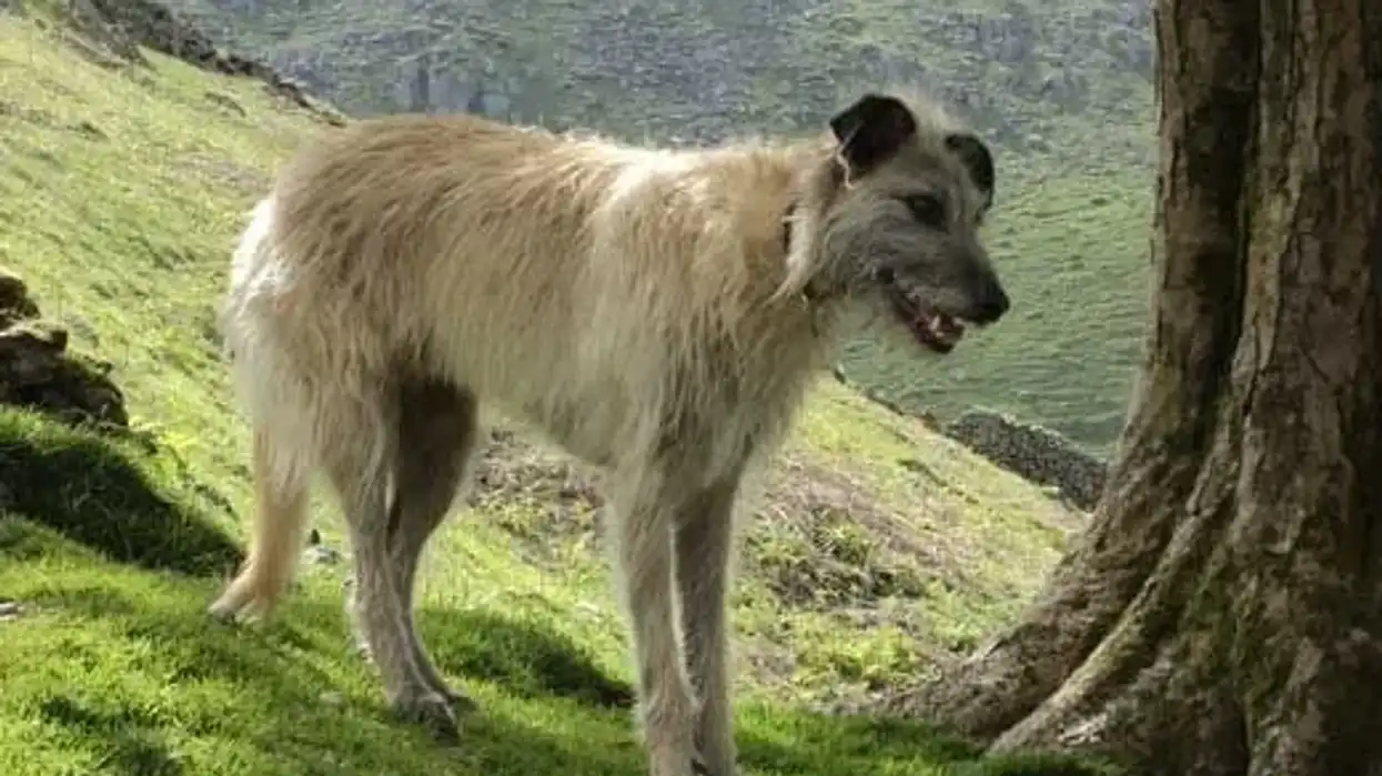 Lurcher facts tell us about a group of cross-breed dogs