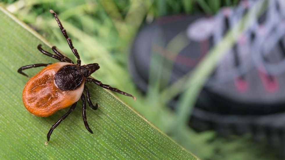Lurking deer tick on leaf.