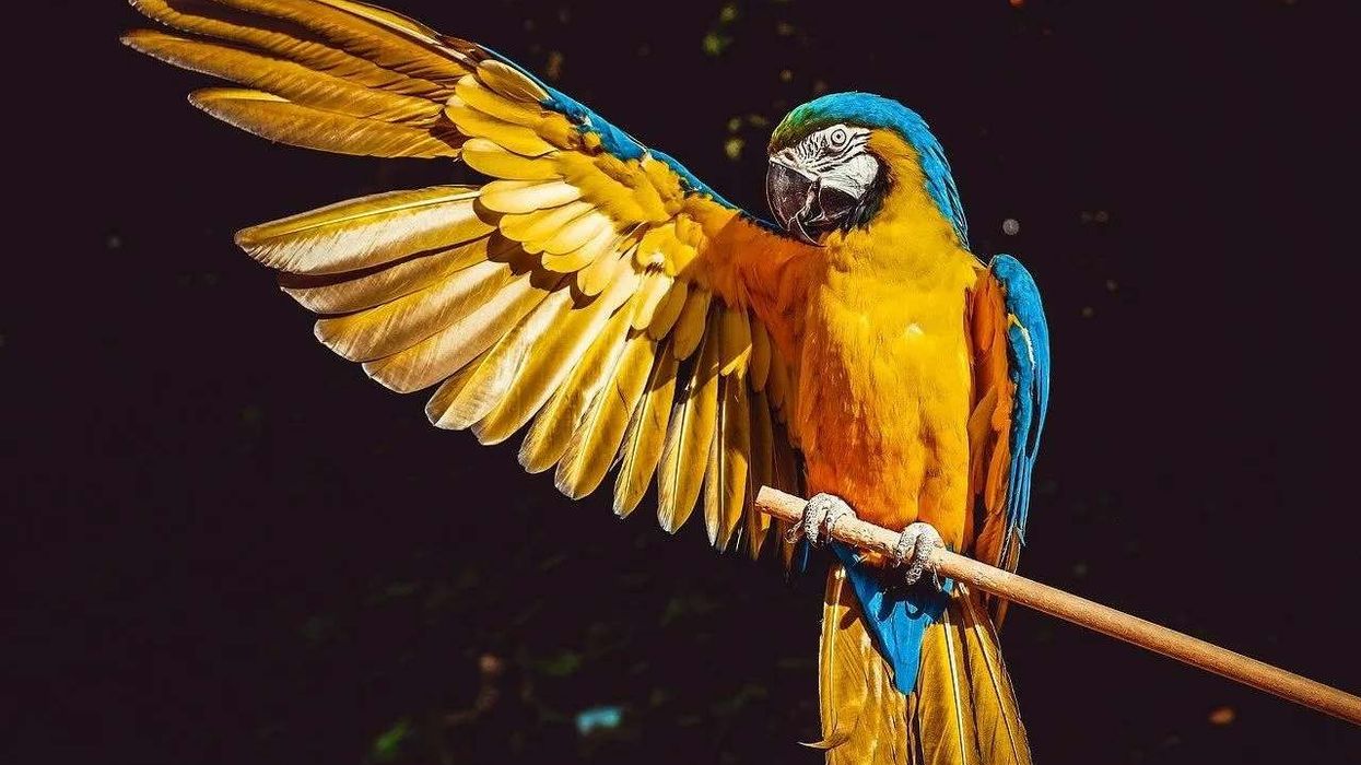 Macaw facts give a sneak peek into the colorful avian world.