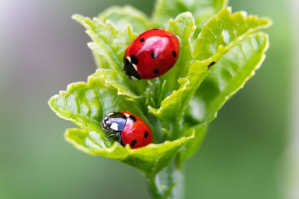 Macro of two ladybugs on the leaves.