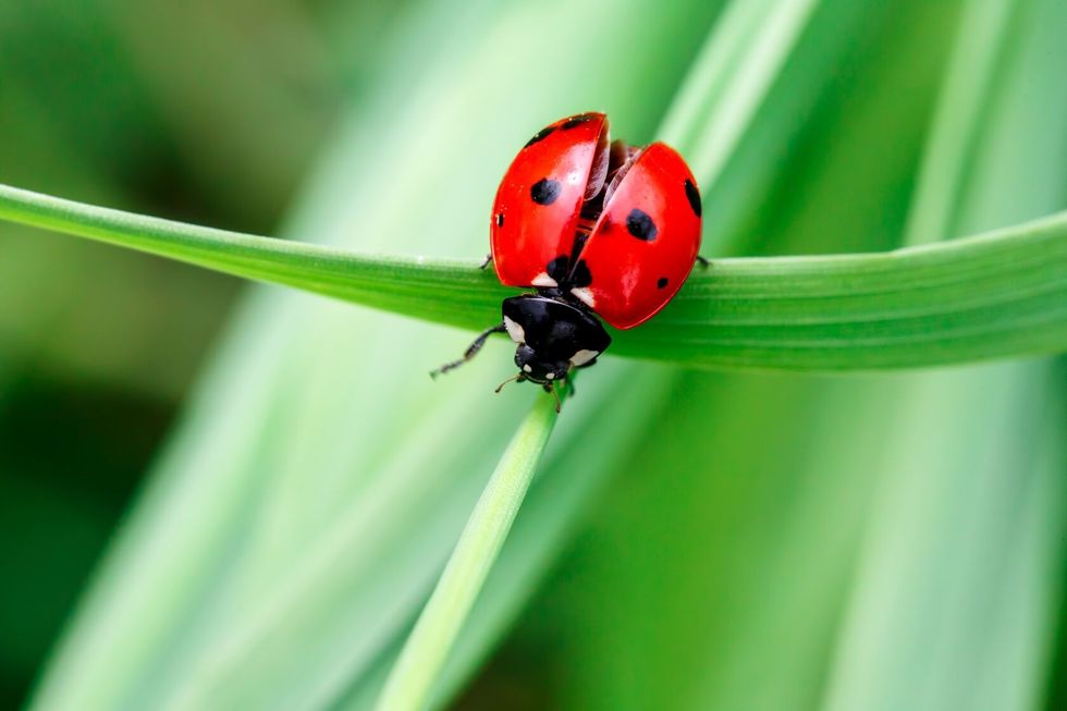 Macro photo of Ladybug in the green grass.