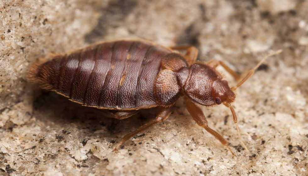 Macro shot of Bed bug