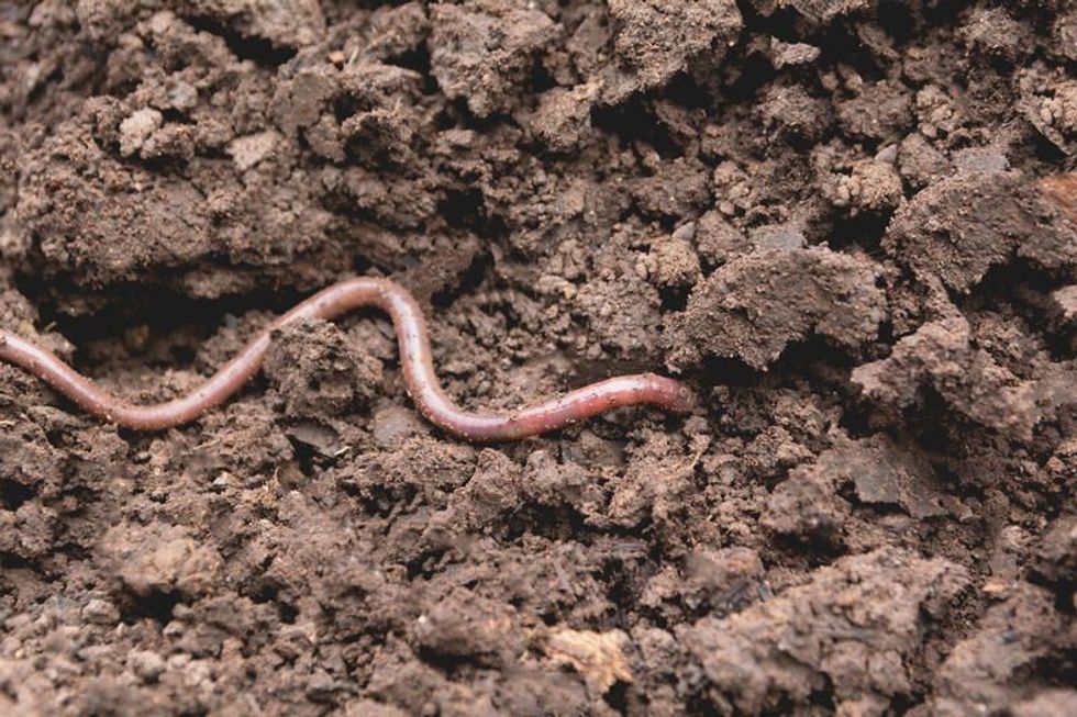 Macro shot of red worms.