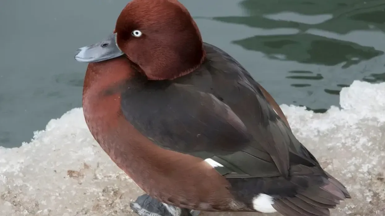 Madagascar pochard facts are fun to know.