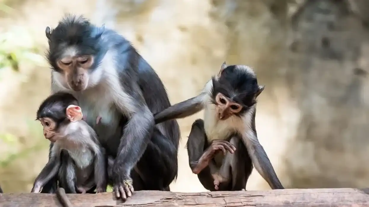 Magabey facts include that they prey on spiders.