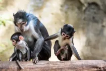 Magabey facts include that they prey on spiders.