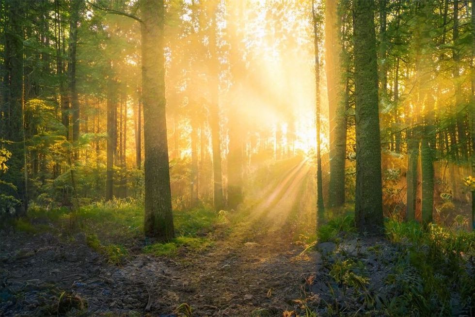Magical sunset in the forest