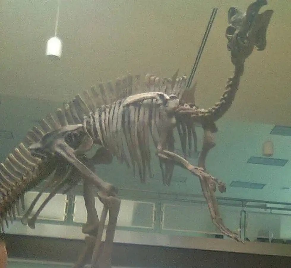 Magnapaulia facts include that they are considered among the longest Ornithischia species.)