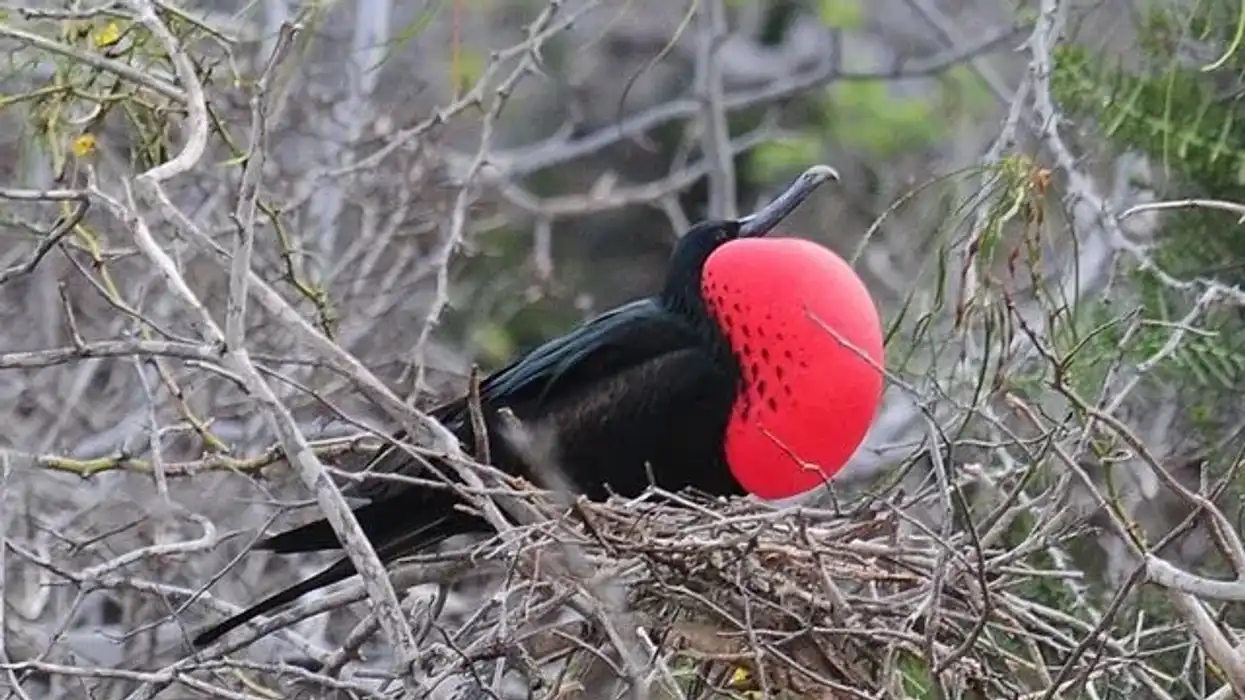 Magnificent frigatebird facts are informative.