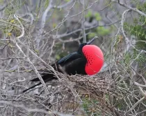 Magnificent frigatebird facts are informative.