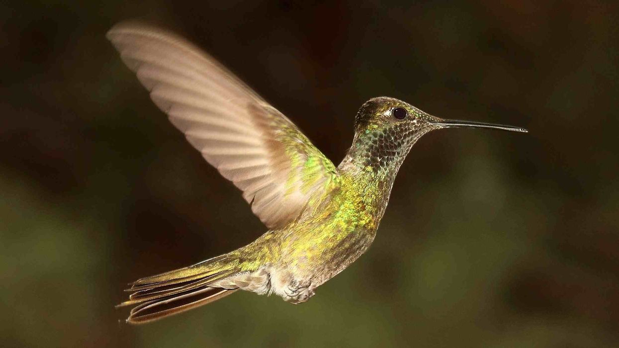 Magnificent hummingbird facts for readers are funny and interesting.