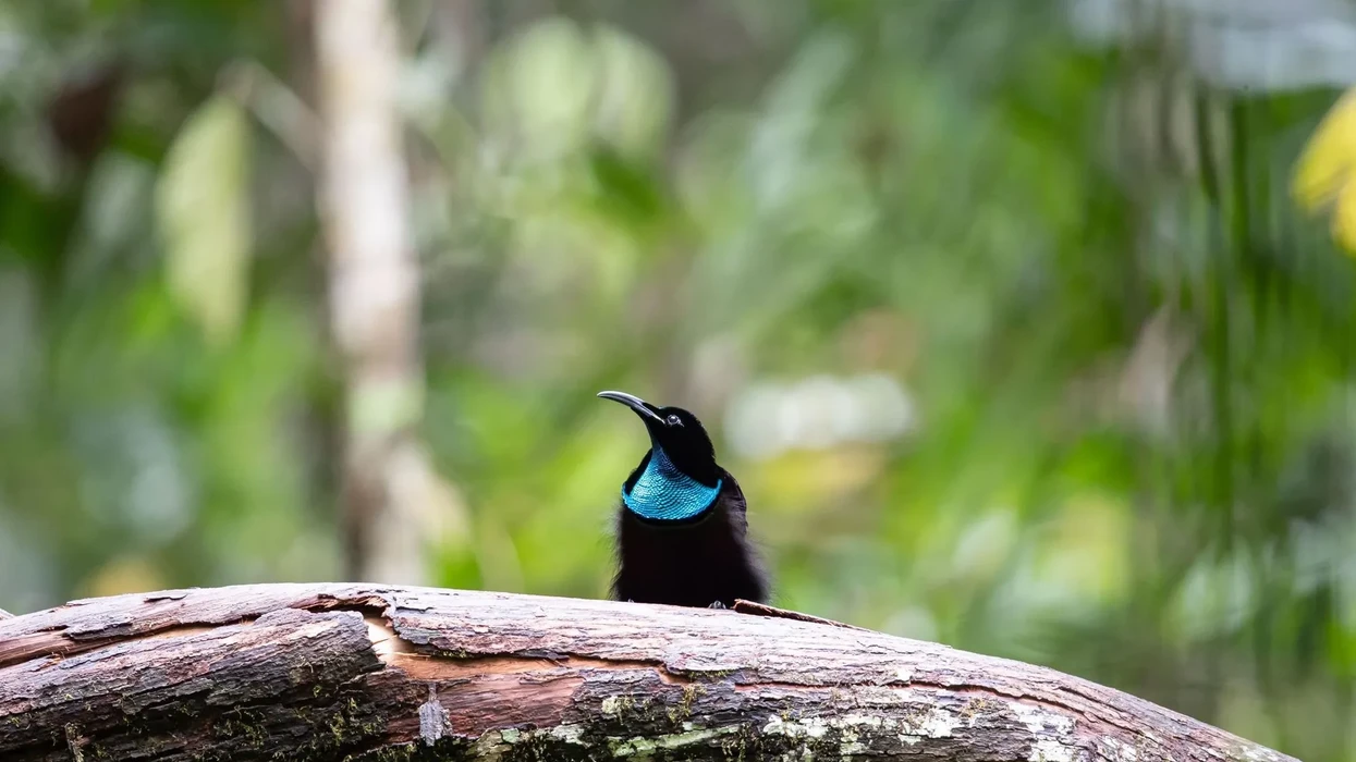 Magnificant Riflebird Ebird Fun Magnificent Riflebird Facts For Kids | Kidadl