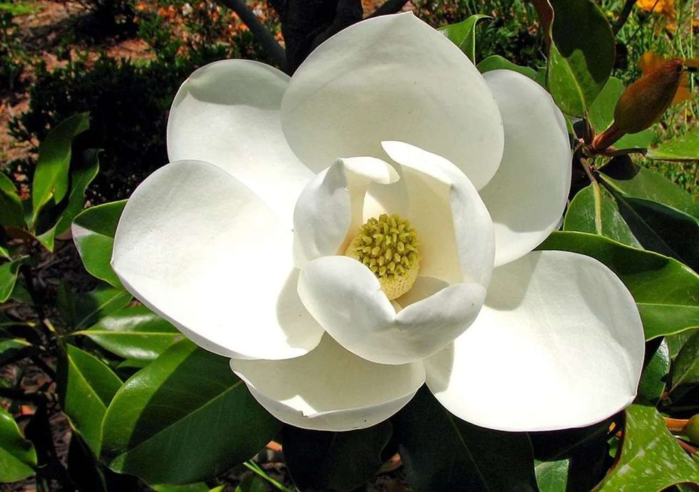 Magnolias are evergreen types of deciduous trees